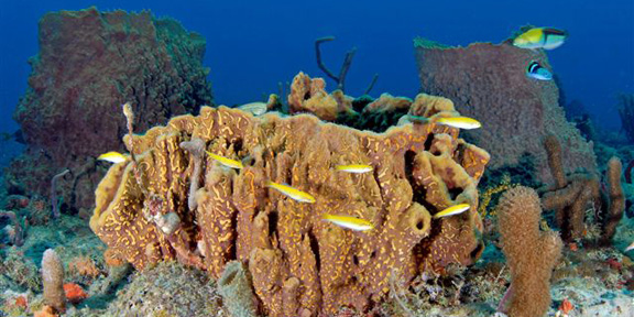 Dive With South Florida Diving Headquarters